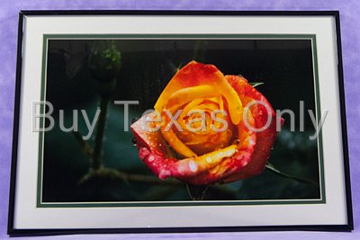 CLEARANCE: Texas Rose