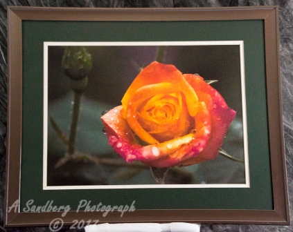 Rain Drop Rose