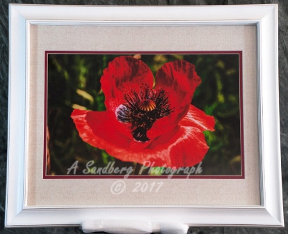 Poppy Lashes