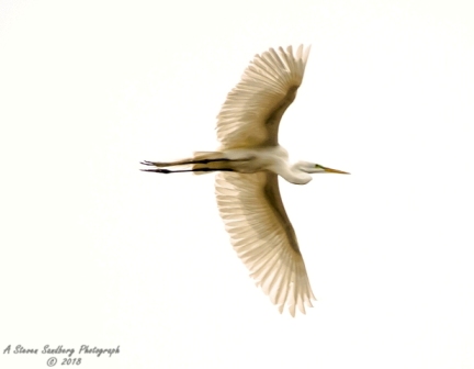 39bird.jpg