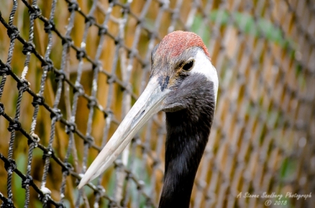 42bird.jpg