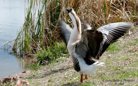 49bird.jpg