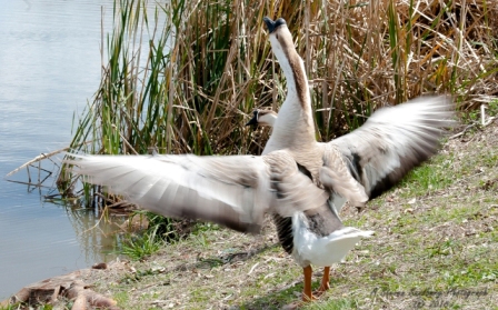 50bird.jpg