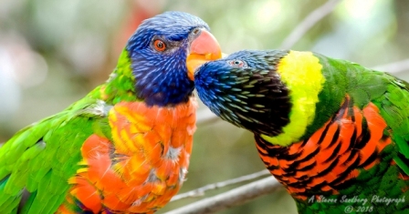 59bird.jpg