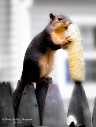 squirrel-10.jpg