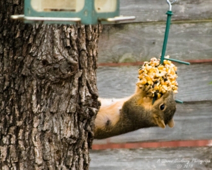 squirrel-2.jpg