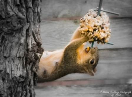 squirrel-3.jpg