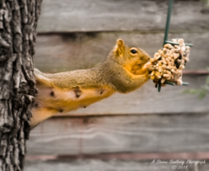 squirrel-4.jpg
