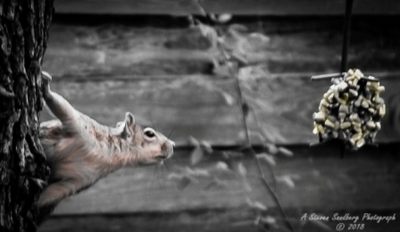 squirrel-5.jpg
