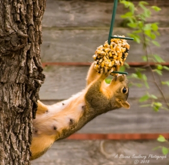 squirrel-6.jpg