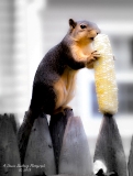 squirrel-10.jpg