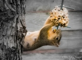 squirrel-3.jpg