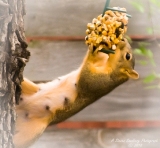 squirrel-7.jpg