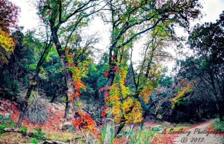 19lostmaples