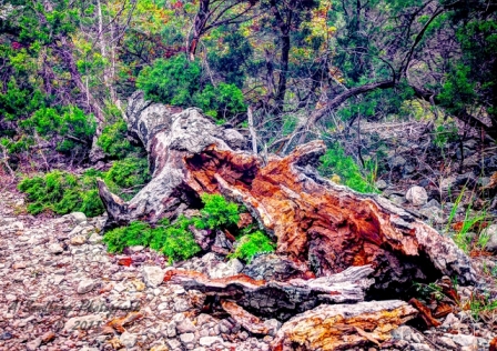 27lostmaples