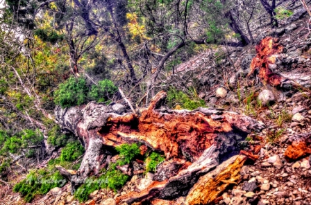 28lostmaples