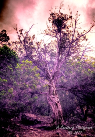 29lostmaples