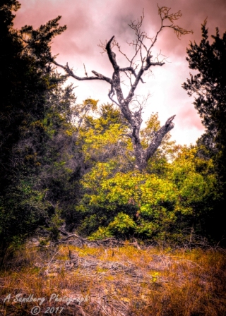 31lostmaples
