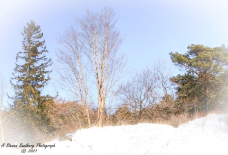 DSC_7852a.jpg