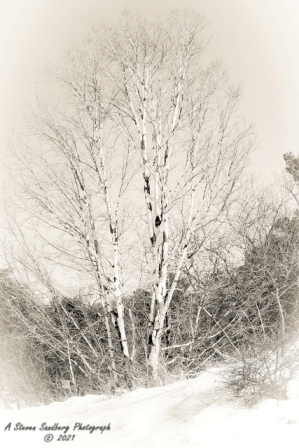 DSC_7853.jpg