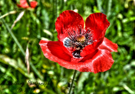 poppies_040617-105.jpg