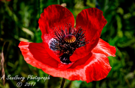 poppies_040617-106.jpg