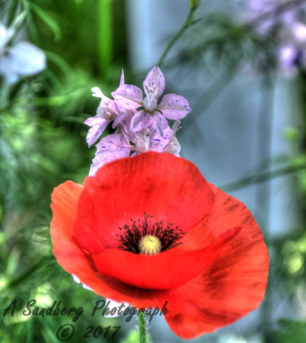 poppies_040617-13.jpg
