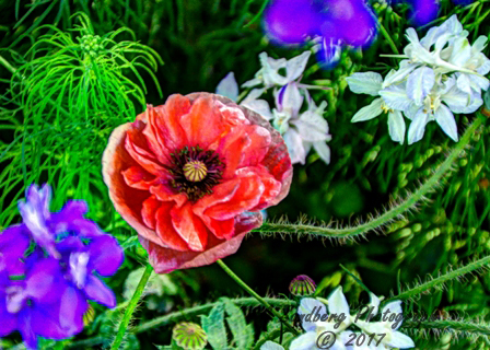poppies_040617-20.jpg