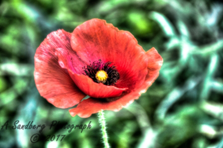 poppies_040617-25.jpg