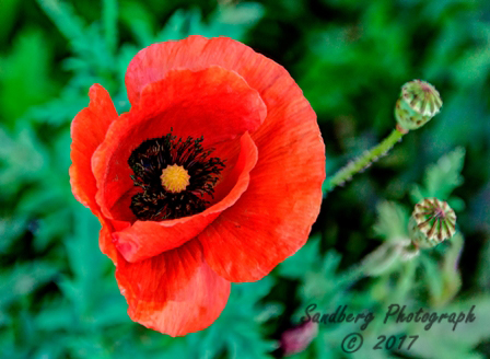 poppies_040617-27a.jpg