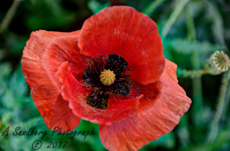 poppies_040617-28.jpg