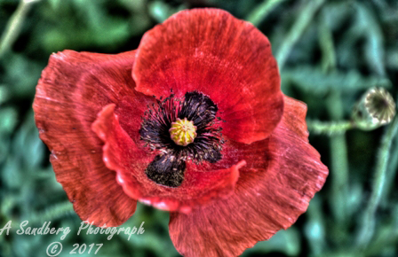poppies_040617-29.jpg