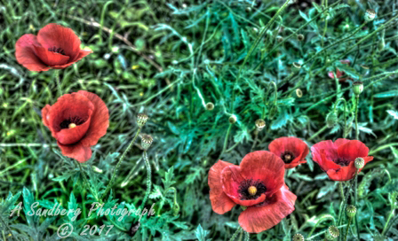 poppies_040617-31a.jpg