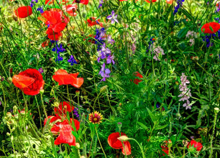 poppies_040617-35.jpg