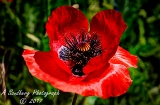 poppies_040617-106.jpg