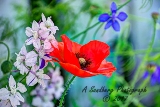 poppies_040617-15.jpg