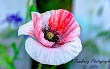 poppies_040617-24.jpg