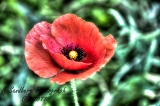 poppies_040617-25.jpg