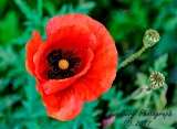 poppies_040617-27a.jpg