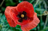 poppies_040617-28.jpg