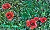 poppies_040617-31a.jpg