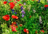 poppies_040617-35.jpg