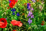 poppies_040617-36.jpg