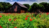 poppies_040617-60.jpg