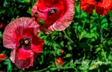 poppies_040617-80.jpg