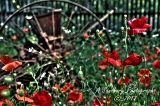poppies_040617-82.jpg