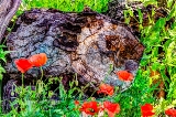 poppies_040617-89.jpg