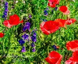 poppies_040617-92.jpg