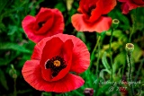 poppy_plus-39.jpg