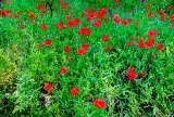 poppy_plus-5.jpg